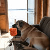 Jack-O'-Lantern Nylon Dog Chew Toy for Large Aggressive