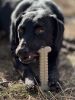SodaPup Tough Nylon Chew Bone for Aggressive Chewers, Ultra