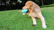 ALL4U Treat-Dispensing Jar Dog Chew Toy for Teething
