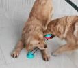 ALL4U Suction Cup Molar Bite Toy with Treat Ball & Rope