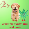 MJ Marijuana Leaf Squeaky Plush Dog Toy with Crinkle