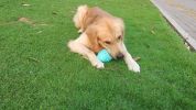 ALL4U Treat-Dispensing Jar Dog Chew Toy for Teething