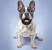 ALL4U Rubber Tire Chew Toy & Treat Dispenser