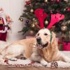 Petjoy 5-Piece Christmas Rope Chew Toy Set