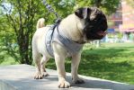 ALL4U Escape-Proof Mesh Dog & Cat Harness with Leash