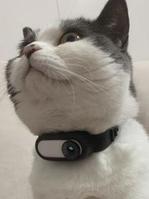 Pet Supplies Cat And Dog Collar Camera Indoor And Outdoor Wireless Recording (Option: Black-Black Collar Camera)