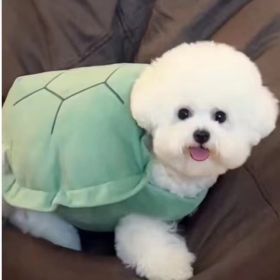 Turtle Shell Pet Vest Funny Clothes (Option: Turtle Shell Front Leg Opening-Medium)