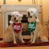 Christmas Plaid Dog Bandana and Bow Tie Collar Set Adjustable