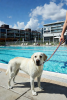 Reflective Adjustable No-Tangle Waterproof Dog Leash Set