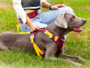 Adjustable Nylon Pet Chest Sling with Reinforced Leash