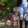 Adjustable Nylon Pet Chest Sling with Reinforced Leash