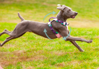 Adjustable Nylon Pet Chest Sling with Reinforced Leash