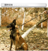 Heavy Duty Wide Dog Collar with D-Ring - 5 Adjust Points