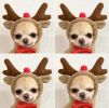 Hooded Plush Christmas Dog Winter Coat for Small Breeds