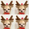 Plush Hooded Winter Dog Coat for Small Breeds - Christmas