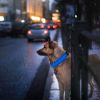 USB Rechargeable LED Dog Collar - Night Safety Light