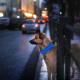 USB Rechargeable LED Dog Collar - Night Safety Light (Color: Color, size: M)
