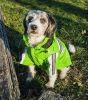 Pet Life Reflecta-Glow Waterproof Dog Raincoat
