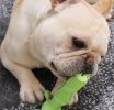Natural Rubber Dog Toothbrush Chew with Toothpaste Slot