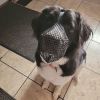 Soft Mesh Dog Muzzle - Breathable Adjustable Anti-Bite