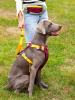 Adjustable Nylon Pet Chest Sling with Reinforced Leash