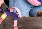 Adjustable Nylon Pet Chest Sling with Reinforced Leash