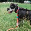 Touchdog Trendzy 2-in-1 Printed Leash & Collar Set