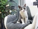 Soft Berber Fleece Dog Blanket 32 x 40 Inch