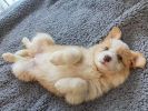 Soft Berber Fleece Dog Blanket 32 x 40 Inch