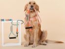 Touchdog Macaron Harness & Leash Set - Pink, Black, Purple
