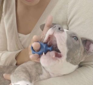 Paw Ready BiteBlock Finger Guard for Dog Teeth Brushing (Color: Blue)