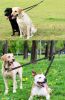 No-Tangle Double Dog Leash Coupler with Reflective Bungee