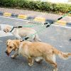 No-Tangle Double Dog Leash with Swivel Coupler & Padded Grip