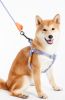 Touchdog Macaron 2-in-1 Nylon Harness & Leash