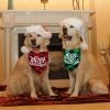 Red Plaid Christmas Dog Bandana 2-Pack - Santa & Snowman