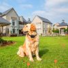 Underground Dog Fence with 100-Level IPX7 Collar, 656 Ft