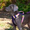 Adjustable Nylon Pet Chest Sling with Reinforced Leash