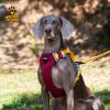 Adjustable Nylon Pet Chest Sling with Reinforced Leash