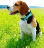 Reflective Neoprene Padded Nylon Dog Collar
