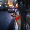 USB Rechargeable LED Dog Collar - Night Safety Light