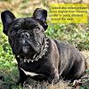 Spiked Microfiber Leather Dog Collar with Squeak Ball