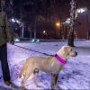 USB Rechargeable LED Dog Collar - Night Safety Light