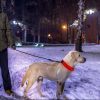 USB Rechargeable LED Dog Collar - Night Safety Light