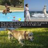 Natural Latex Squeaky Dog Balls for Small Puppies