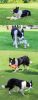 Bite-Resistant Plush Squeaky Dog Chew Toy - 7 Designs