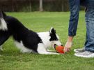 ALL4U Squeaky Latex Football Fetch Ball for Puppies