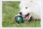 ALL4U Glow in the Dark Squeaky Rubber Dog Chew Ball