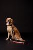 Touchdog Lumiglow USB LED Light-Up Leash & Collar