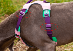 Adjustable Nylon Pet Chest Sling with Reinforced Leash