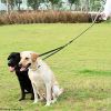 Dual Dog Bungee Leash with 360 Swivel - No Tangle